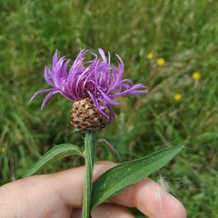 Centaurea jacea
