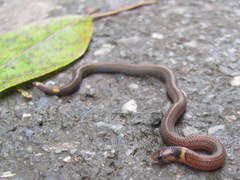 Calamaria pavimentata