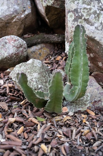 Gonostemon clavicorona (I.Verd.) P.V.Heath 3