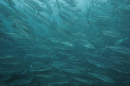 Australian salmon (Arripis trutta) — Arripidae — 5
