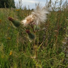 Cirsium vulgare