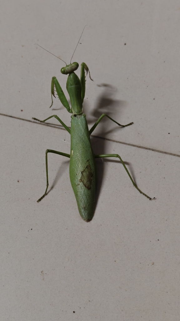 Hierodula unimaculata