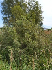Salix cinerea
