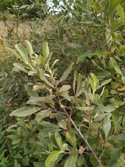Salix cinerea