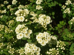 Spiraea nipponica