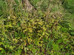 Aegopodium podagraria