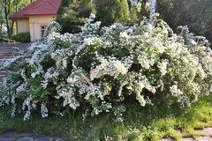 Spiraea nipponica