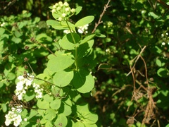 Spiraea nipponica