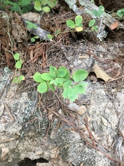 Desmodium rotundifolium