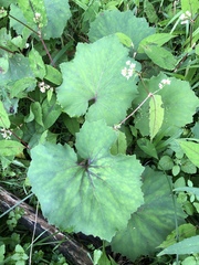 Petasites formosanus