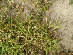 Poa annua
