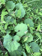 Petasites formosanus