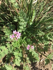 Erodium cicutarium