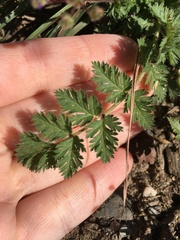 Erodium cicutarium