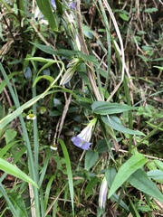 Tripterospermum lanceolatum