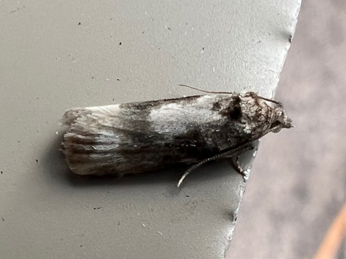 Gray Tortrix photo 4