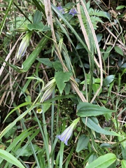 Tripterospermum lanceolatum