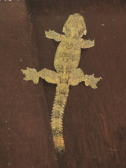 Gekko tokehos