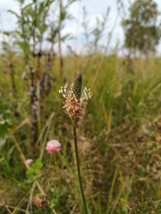 Plantago lanceolata