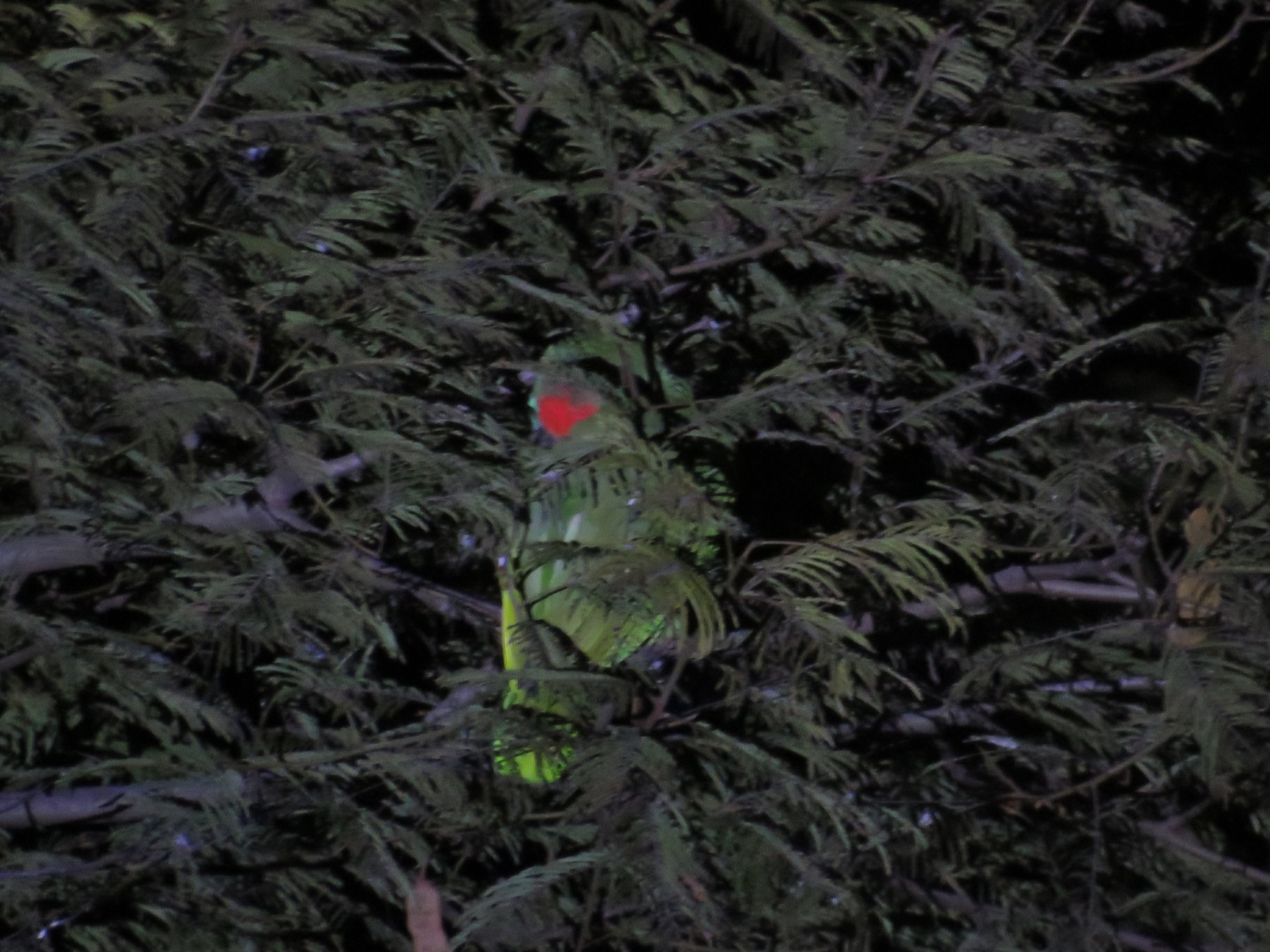 Red-browed Amazon illustration