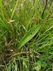 Plantago lanceolata