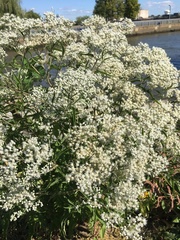 Eupatorium serotinum