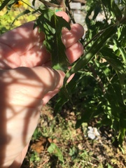 Eupatorium serotinum