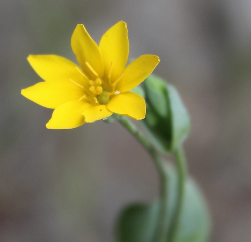 Yellow-wort