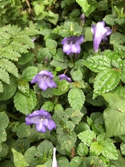 Strobilanthes rankanensis