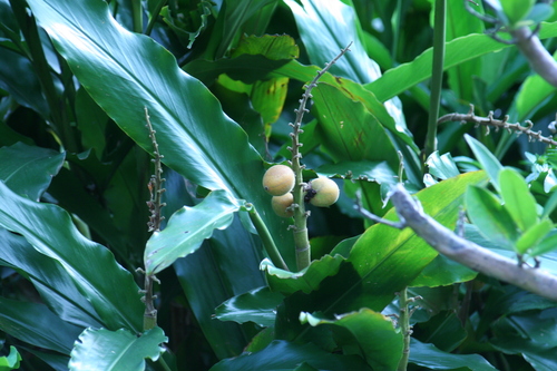 Alpinia hainanensis