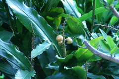 Alpinia hainanensis