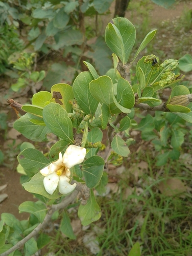 Gardenia aqualla