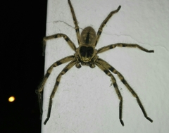 Polybetes pythagoricus