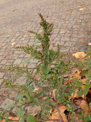 Chenopodium betaceum