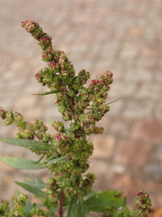 Chenopodium betaceum