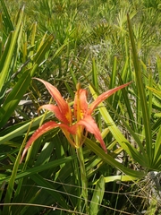 Lilium catesbaei image