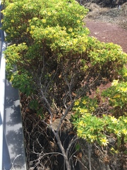 Lecocarpus darwinii