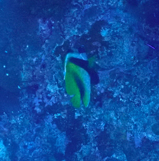 Masked Bannerfish — seen at this dive site
