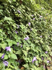 Strobilanthes rankanensis