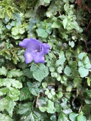 Strobilanthes rankanensis