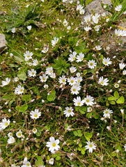 Dichodon cerastoides, photograph Азат Кадиров, CC BY, iNaturalist via GBIF
