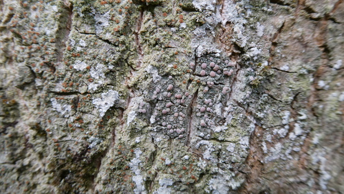 Bacidia rosella, 2025-05-13