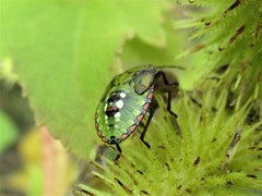 Nezara viridula