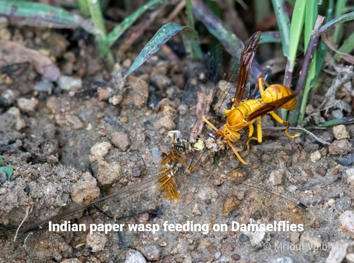 Yellow Oriental Paper Wasp