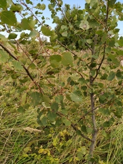 Populus tremula