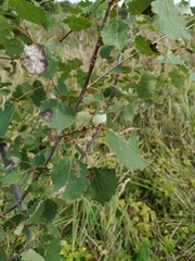 Populus tremula