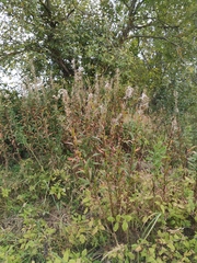 Chamaenerion angustifolium