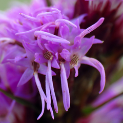 Liatris helleri