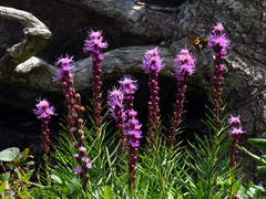 Liatris helleri