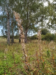 Chamaenerion angustifolium